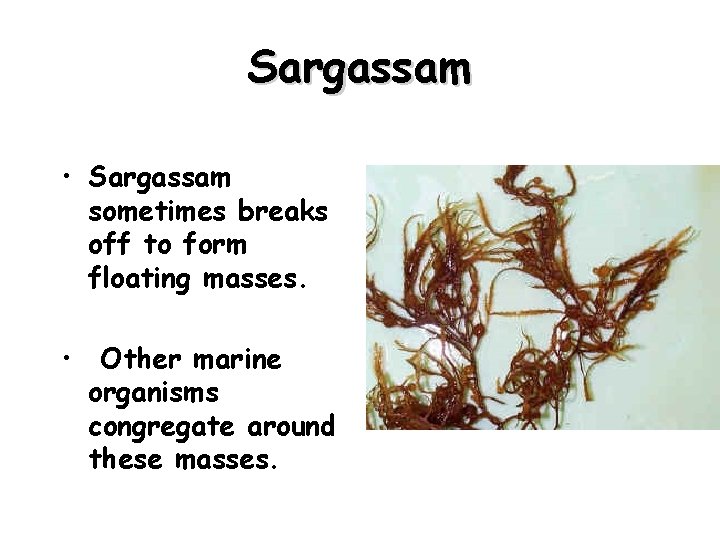 Sargassam • Sargassam sometimes breaks off to form floating masses. • Other marine organisms