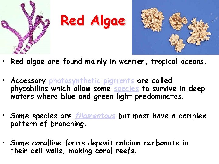 Red Algae • Red algae are found mainly in warmer, tropical oceans. • Accessory