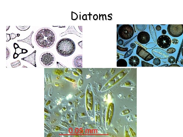 Diatoms 