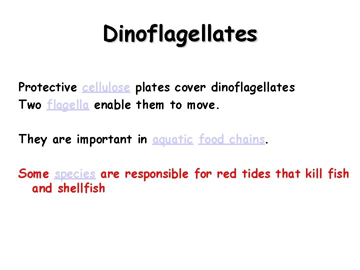 Dinoflagellates Protective cellulose plates cover dinoflagellates Two flagella enable them to move. They are