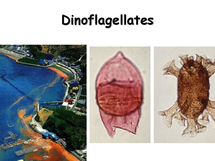 Dinoflagellates 