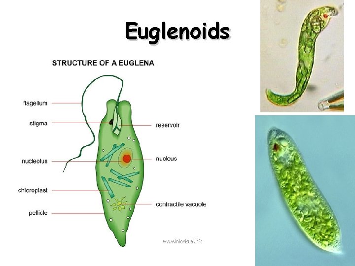 Euglenoids 