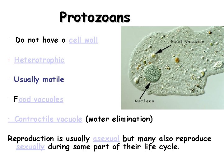 Protozoans · Do not have a cell wall · Heterotrophic · Usually motile ·