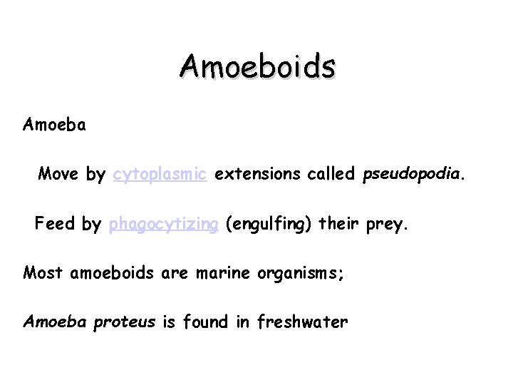 Amoeboids Amoeba Move by cytoplasmic extensions called pseudopodia. Feed by phagocytizing (engulfing) their prey.