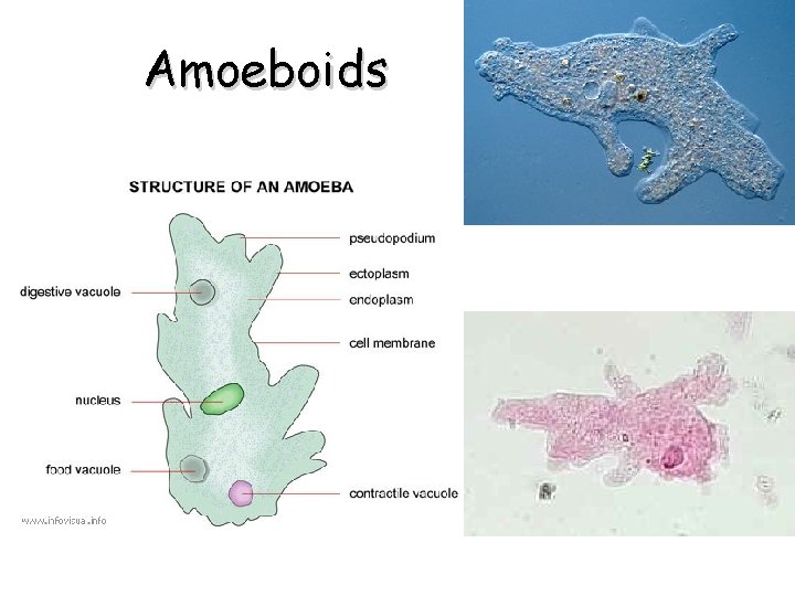 Amoeboids 