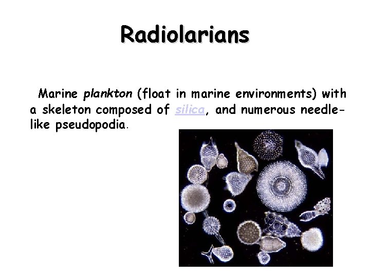Radiolarians Marine plankton (float in marine environments) with a skeleton composed of silica, and