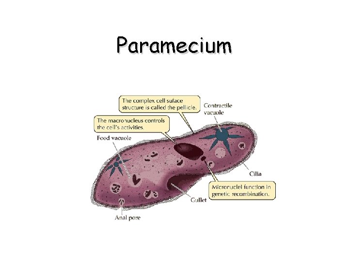 Paramecium 