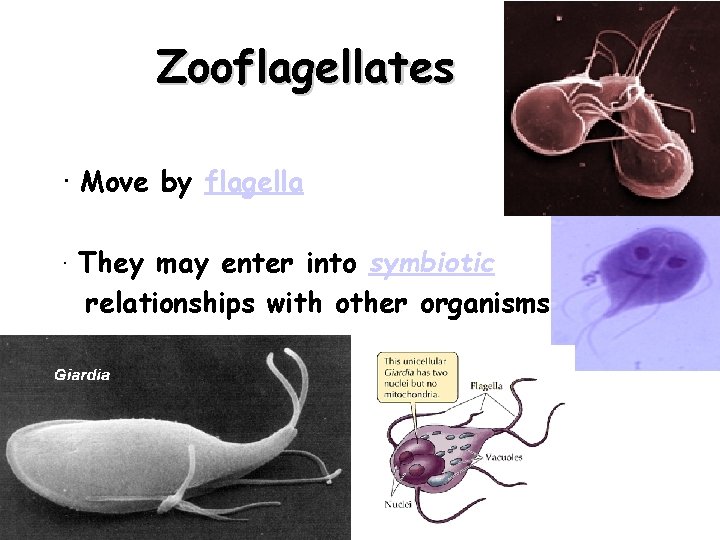 Zooflagellates · Move by flagella · They may enter into symbiotic relationships with other