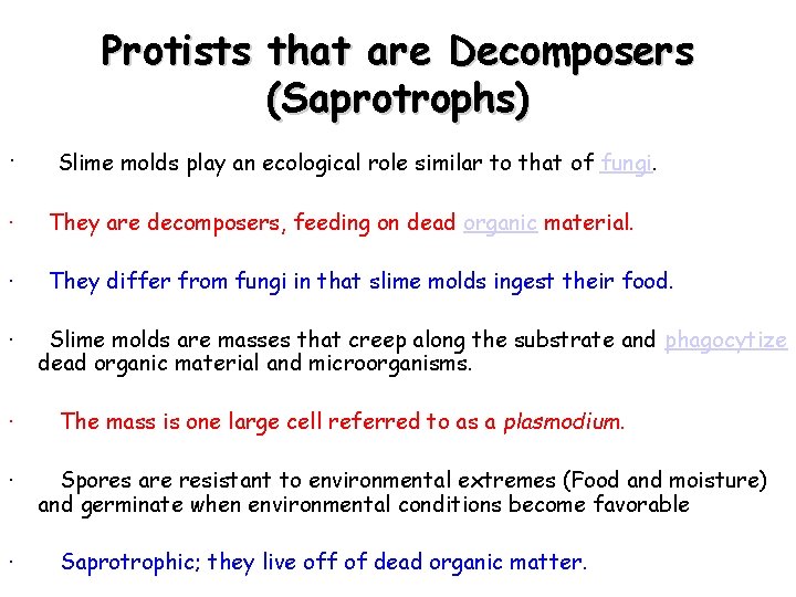 Protists that are Decomposers (Saprotrophs) · Slime molds play an ecological role similar to
