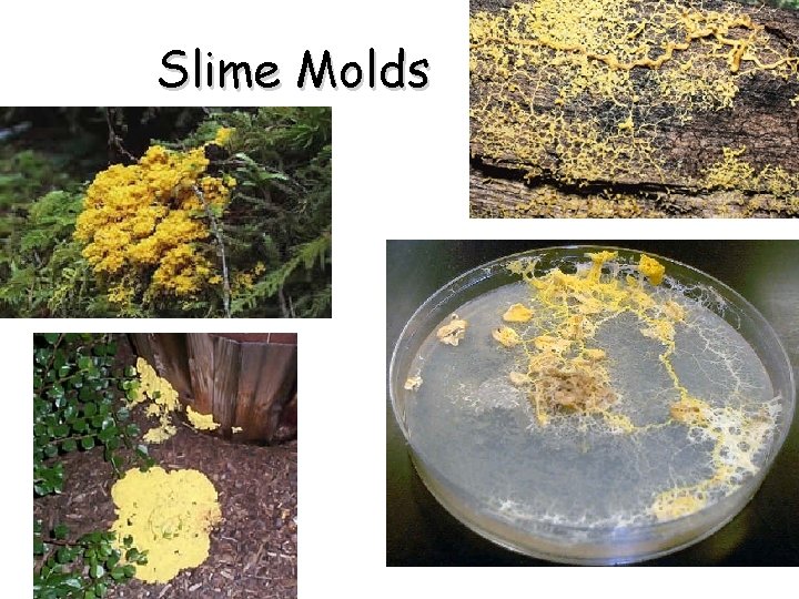 Slime Molds 