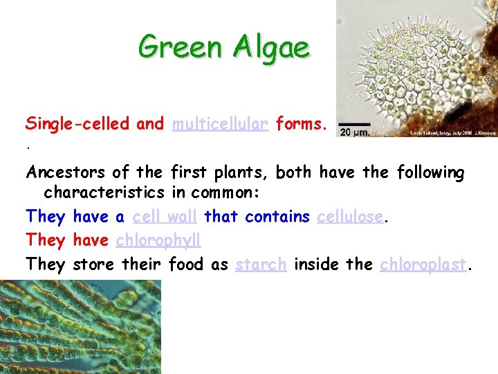 Green Algae Single-celled and multicellular forms. · Ancestors of the first plants, both have