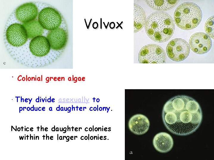 Volvox · Colonial green algae · They divide asexually to produce a daughter colony.