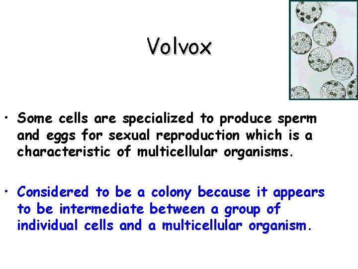 Volvox • Some cells are specialized to produce sperm and eggs for sexual reproduction