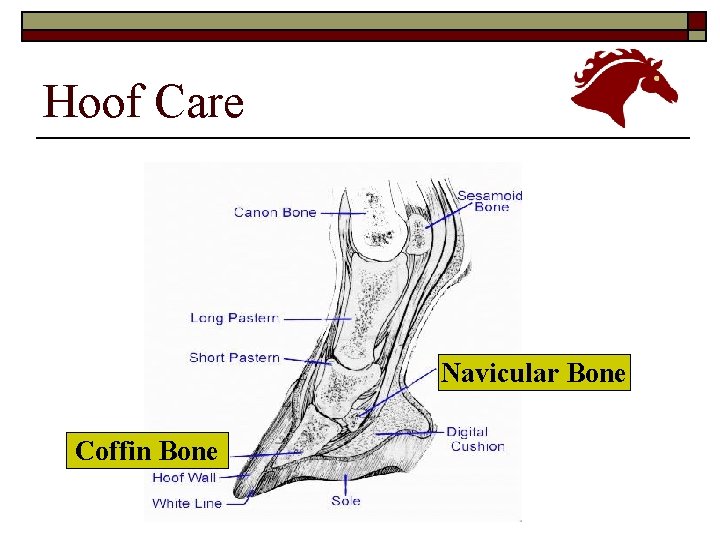 Hoof Care Navicular Bone Coffin Bone 