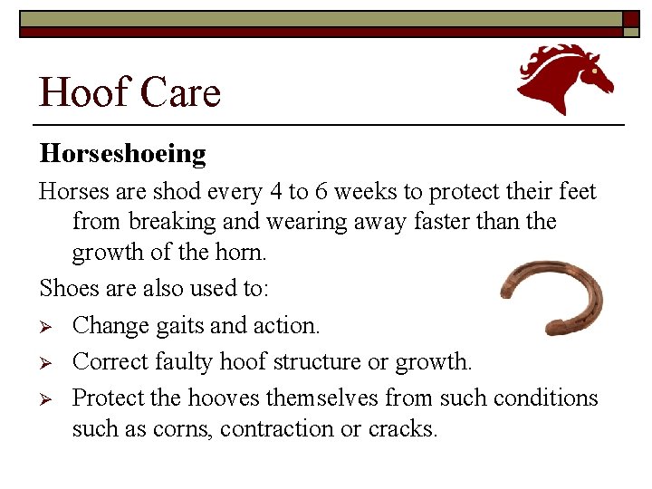 Hoof Care Horseshoeing Horses are shod every 4 to 6 weeks to protect their