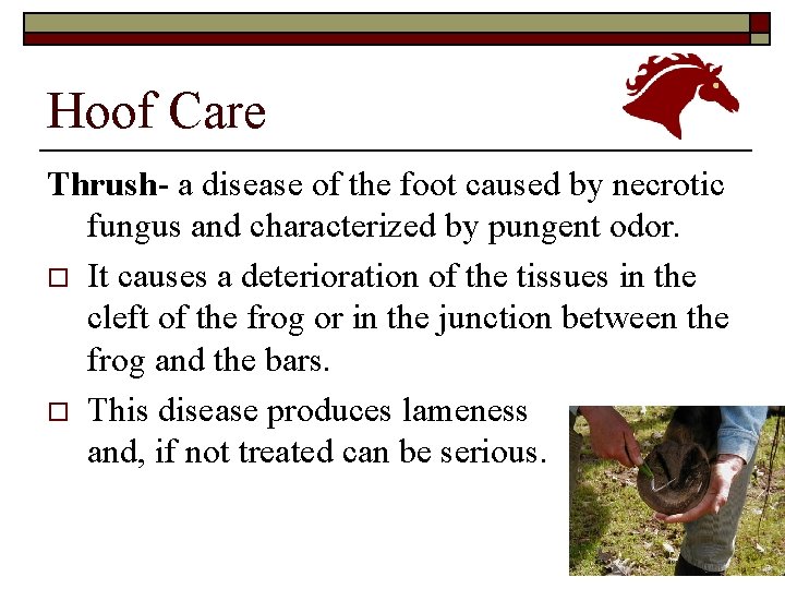 Hoof Care Thrush- a disease of the foot caused by necrotic fungus and characterized