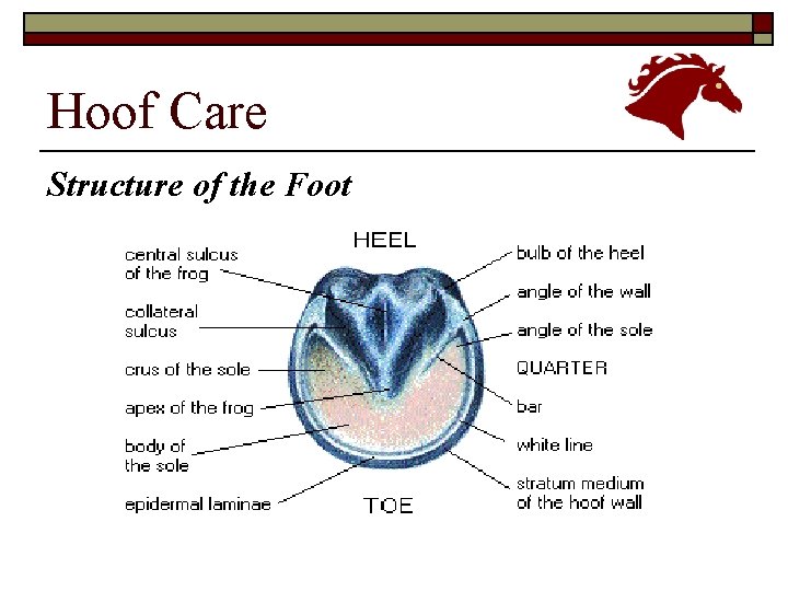 Hoof Care Structure of the Foot 