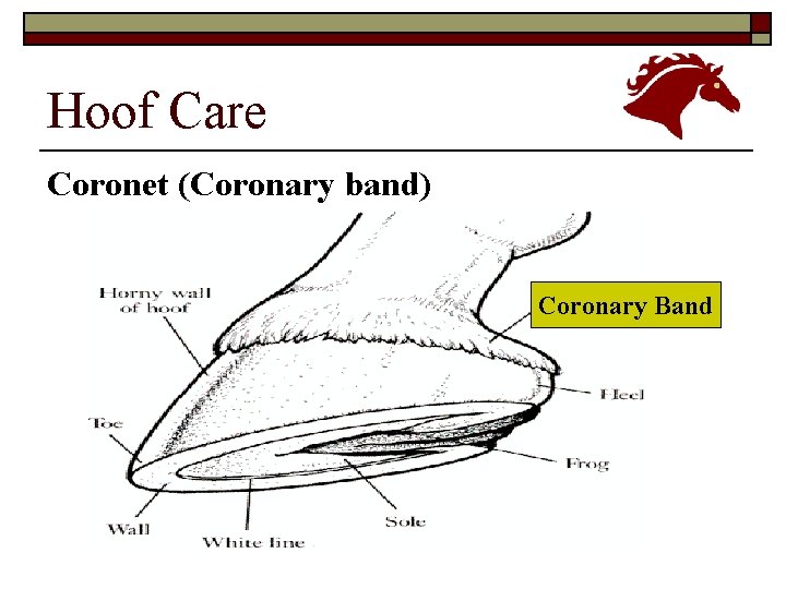 Hoof Care Coronet (Coronary band) Coronary Band 