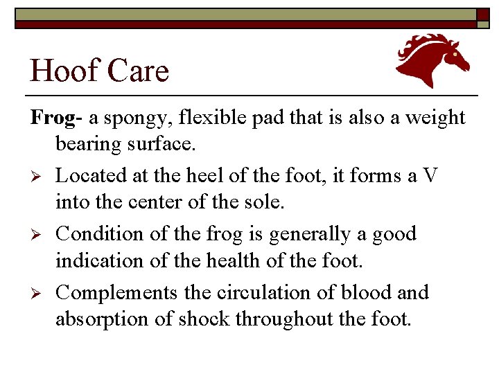 Hoof Care Frog- a spongy, flexible pad that is also a weight bearing surface.
