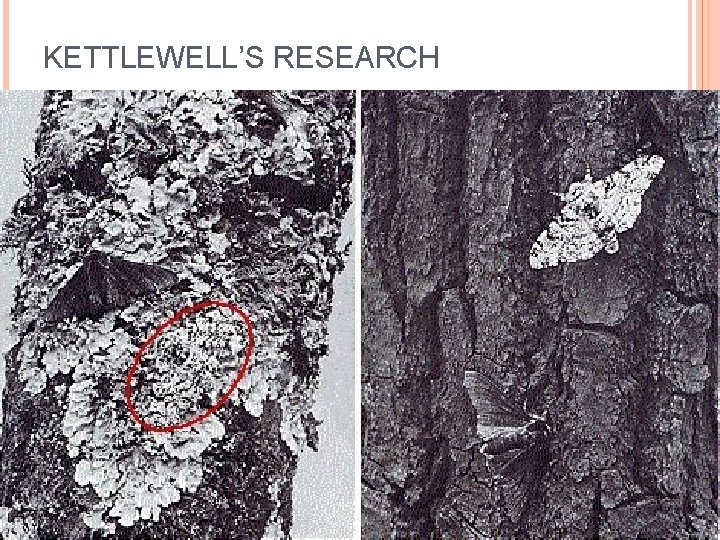 KETTLEWELL’S RESEARCH 