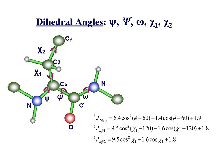 Dihedral Angles: ψ, Ψ, ω, χ1, χ2 Cγ χ2 Cβ χ1 N Cα ω