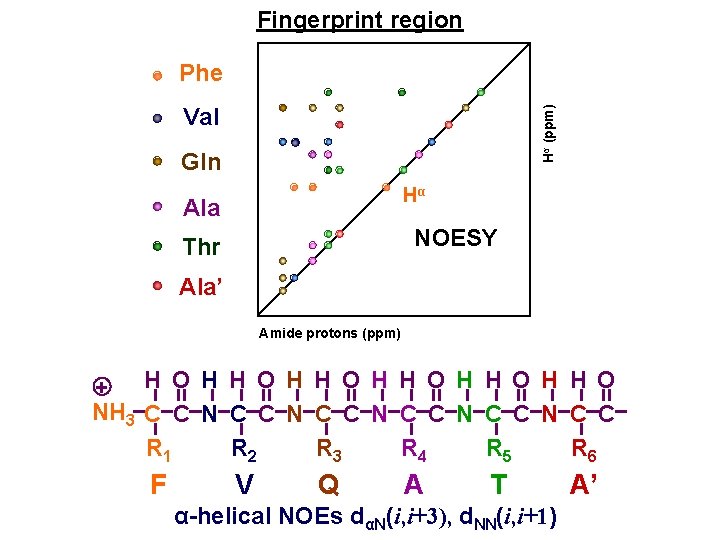 Fingerprint region Phe Hα (ppm) Val Gln Hα Ala NOESY Thr Ala’ Amide protons