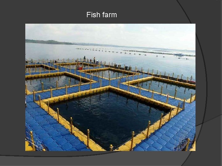 Fish farm 