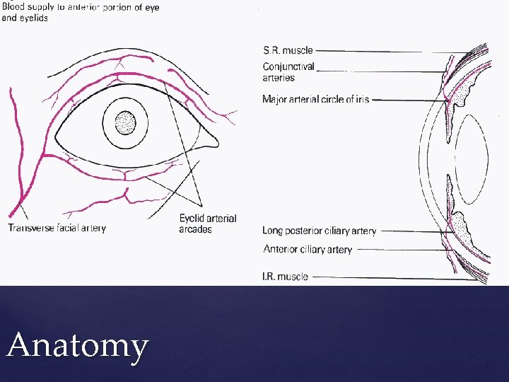 Anatomy 