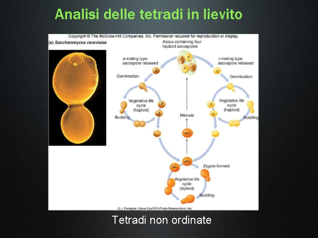 Analisi delle tetradi in lievito Tetradi non ordinate 