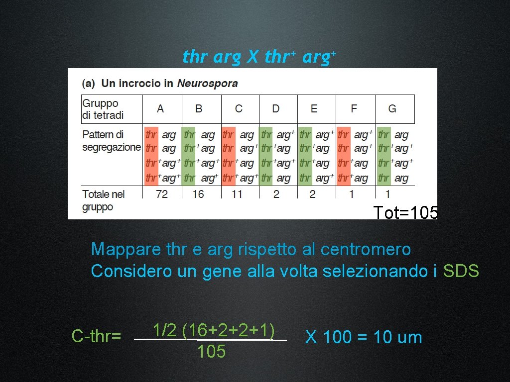 thr arg X thr+ arg+ Tot=105 Mappare thr e arg rispetto al centromero Considero