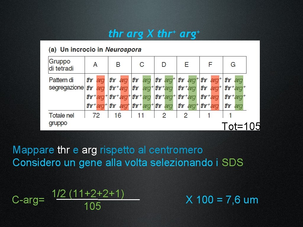 thr arg X thr+ arg+ Tot=105 Mappare thr e arg rispetto al centromero Considero