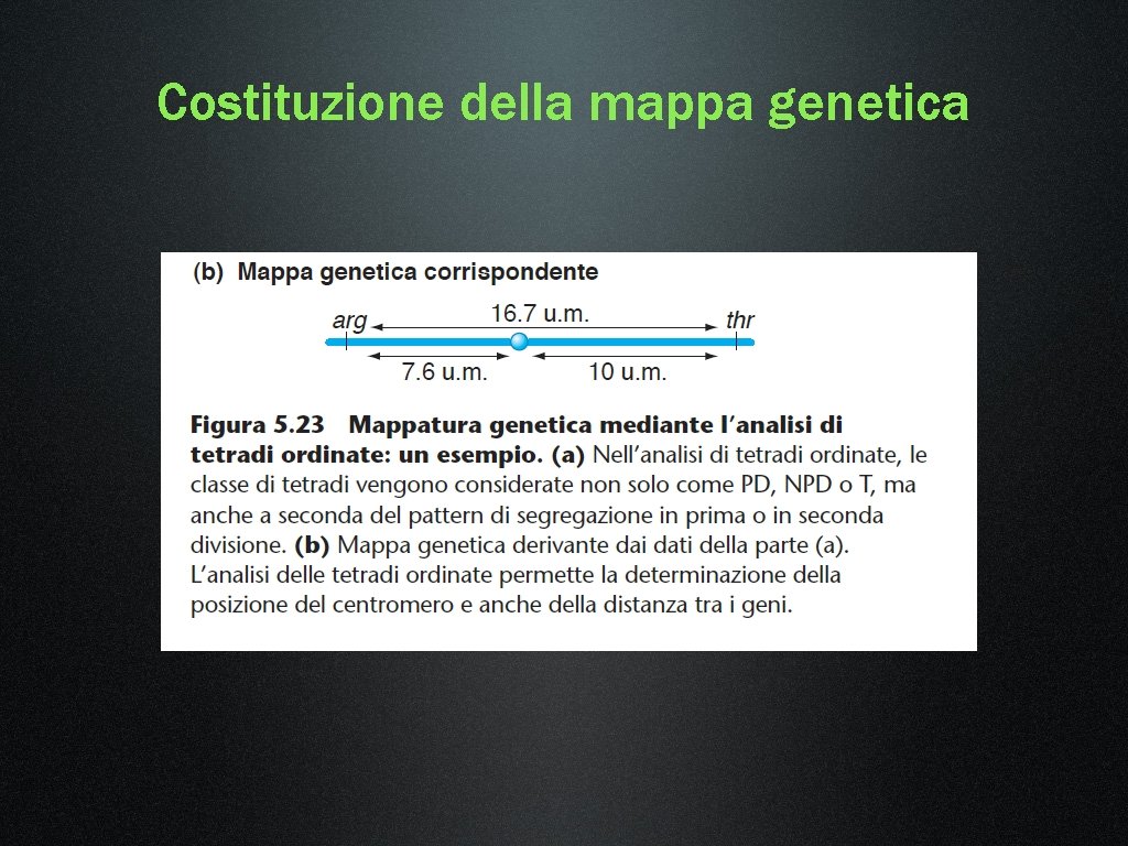 Costituzione della mappa genetica 