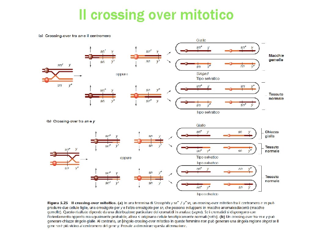 Il crossing over mitotico 