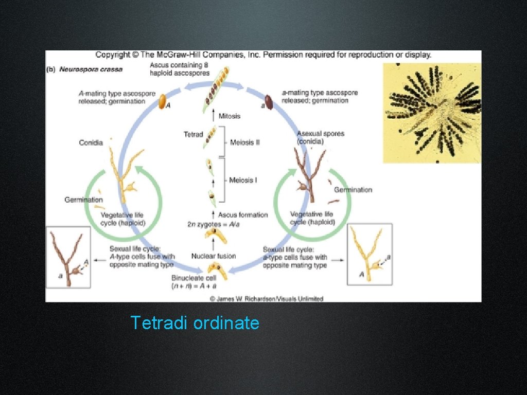 Tetradi ordinate 