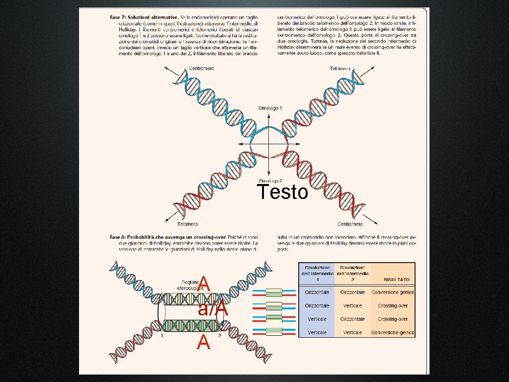 Testo A a/A A 