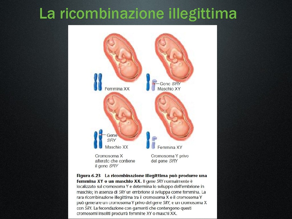 La ricombinazione illegittima 