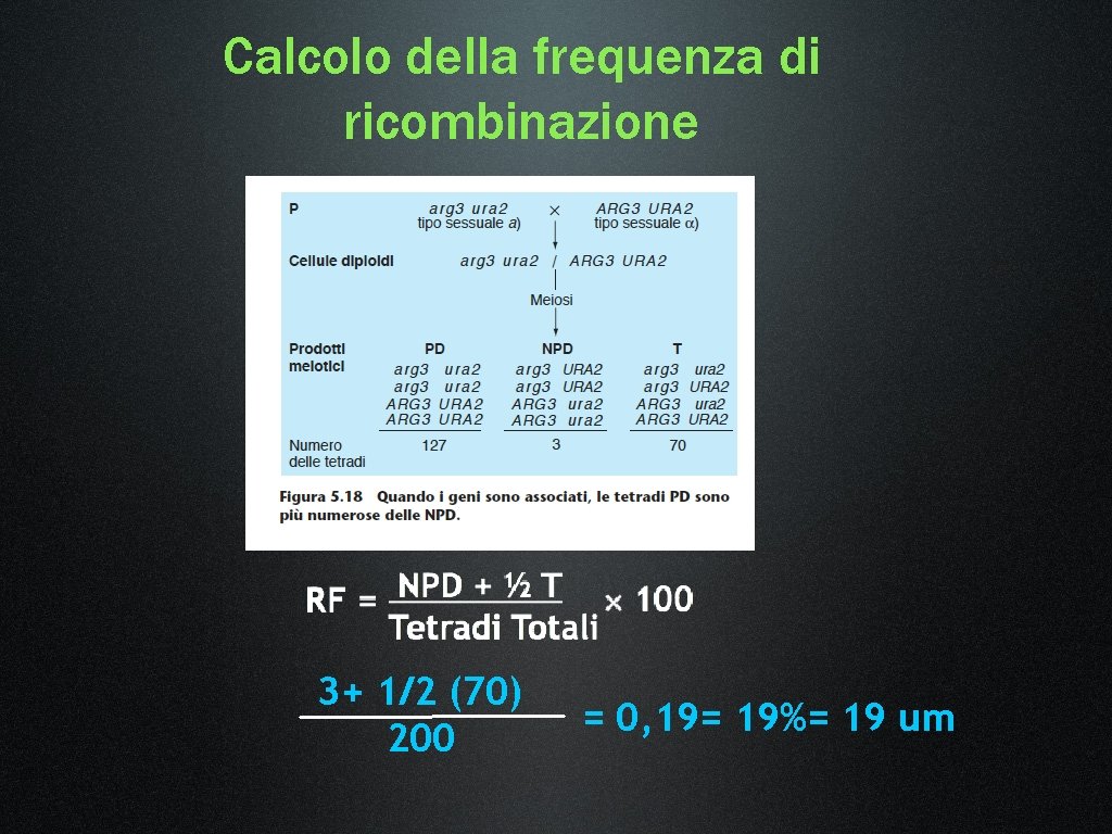 Calcolo della frequenza di ricombinazione 3+ 1/2 (70) 200 = 0, 19= 19%= 19