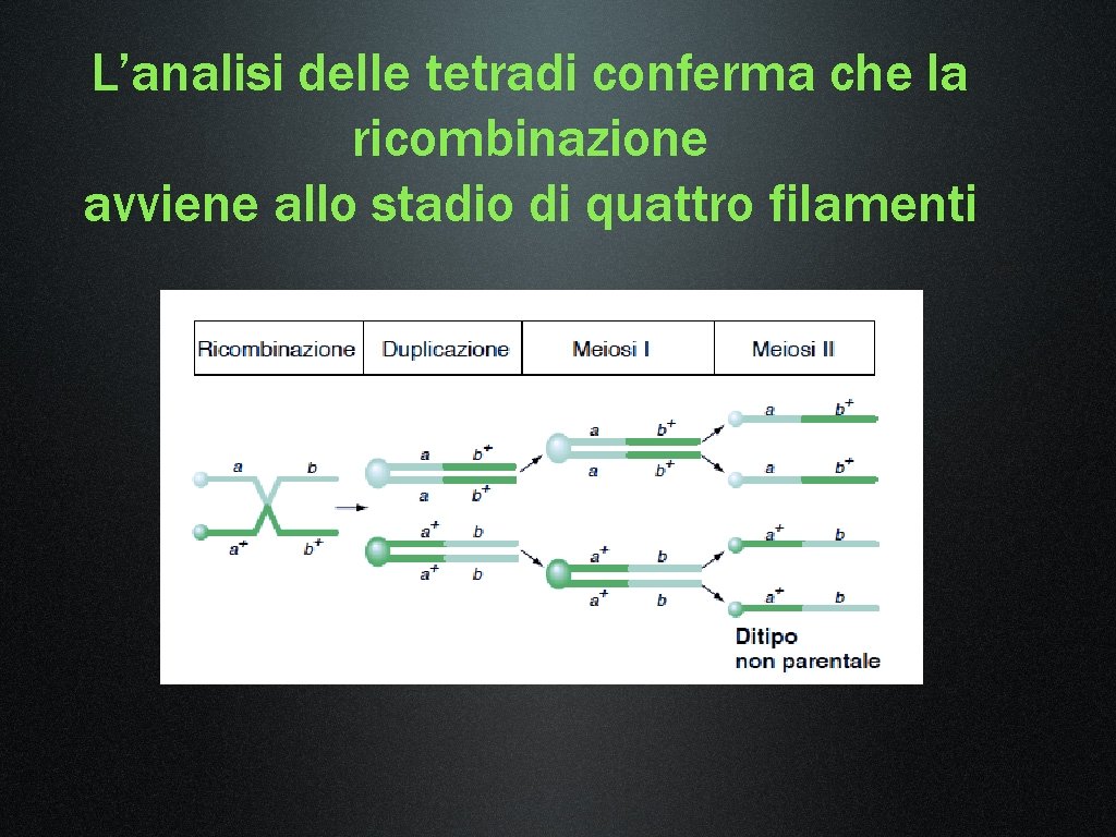 L’analisi delle tetradi conferma che la ricombinazione avviene allo stadio di quattro filamenti 