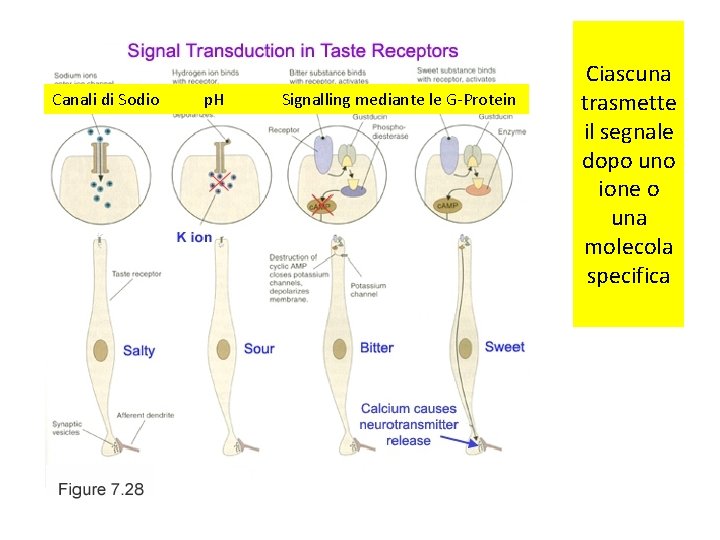 Canali di Sodio p. H Signalling mediante le G-Protein Ciascuna trasmette il segnale dopo