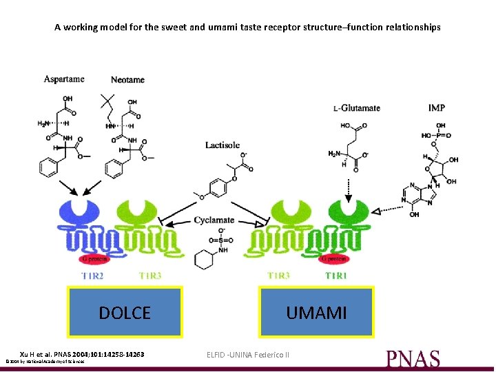 A working model for the sweet and umami taste receptor structure–function relationships DOLCE Xu