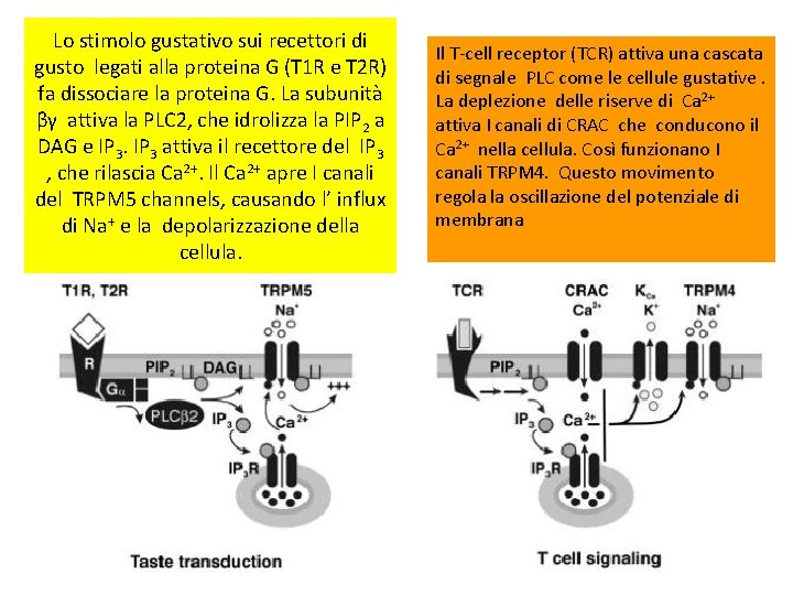 Lo stimolo gustativo sui recettori di gusto legati alla proteina G (T 1 R