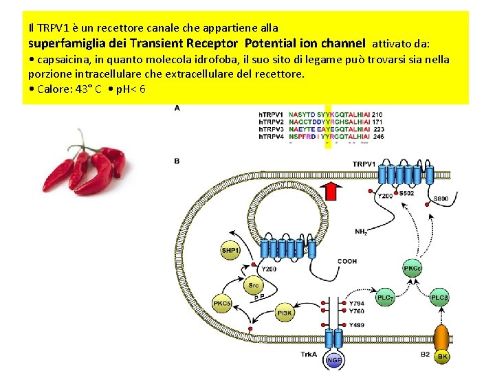 Il TRPV 1 è un recettore canale che appartiene alla superfamiglia dei Transient Receptor