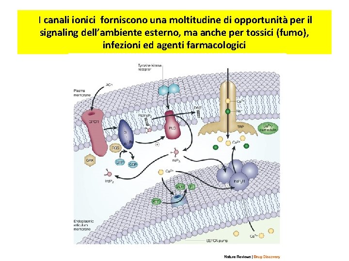 I canali ionici forniscono una moltitudine di opportunità per il signaling dell’ambiente esterno, ma