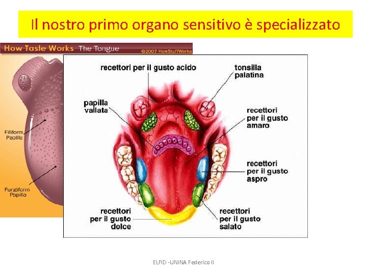 Il nostro primo organo sensitivo è specializzato ELFID -UNINA Federico II 