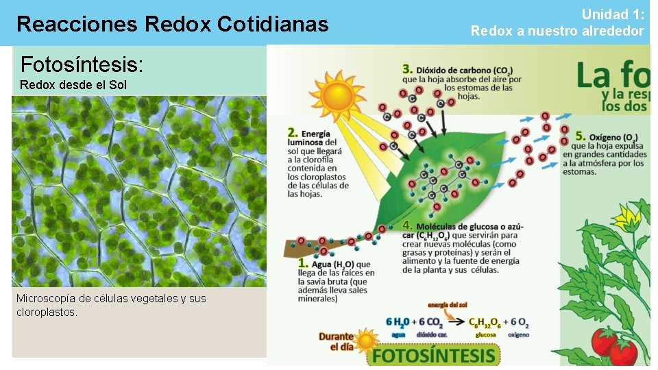 Reacciones Redox Cotidianas Fotosíntesis: Redox desde el Sol Microscopía de células vegetales y sus Reacciones Redox Cotidianas Fotosíntesis: Redox desde el Sol Microscopía de células vegetales y sus