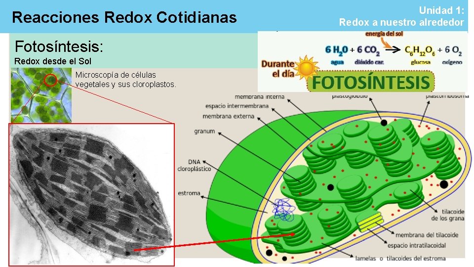 Reacciones Redox Cotidianas Fotosíntesis: Redox desde el Sol Microscopía de células vegetales y sus Reacciones Redox Cotidianas Fotosíntesis: Redox desde el Sol Microscopía de células vegetales y sus
