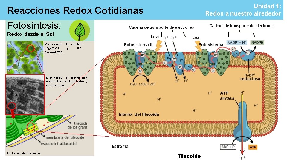 Unidad 1: Redox a nuestro alrededor Reacciones Redox Cotidianas Fotosíntesis: Redox desde el Sol Unidad 1: Redox a nuestro alrededor Reacciones Redox Cotidianas Fotosíntesis: Redox desde el Sol