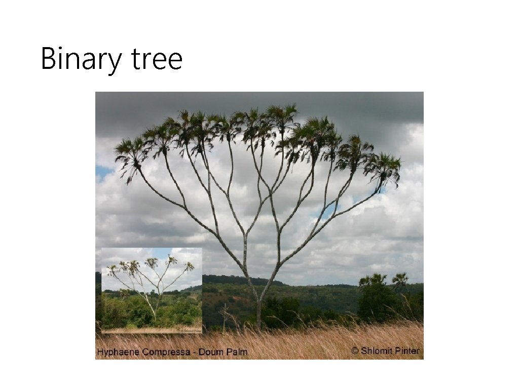 Binary tree 