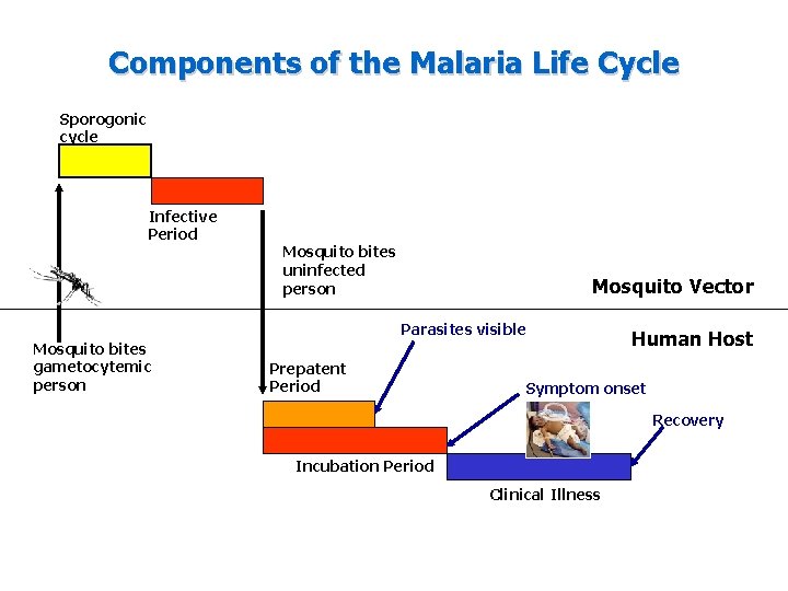 Components of the Malaria Life Cycle Sporogonic cycle Infective Period Mosquito bites uninfected person Components of the Malaria Life Cycle Sporogonic cycle Infective Period Mosquito bites uninfected person