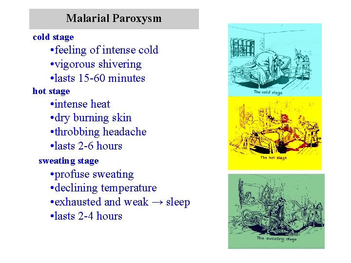 Malarial Paroxysm cold stage • feeling of intense cold • vigorous shivering • lasts Malarial Paroxysm cold stage • feeling of intense cold • vigorous shivering • lasts